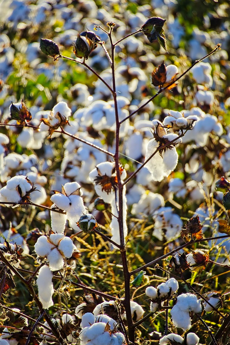 A field of cotton plants with white bolls